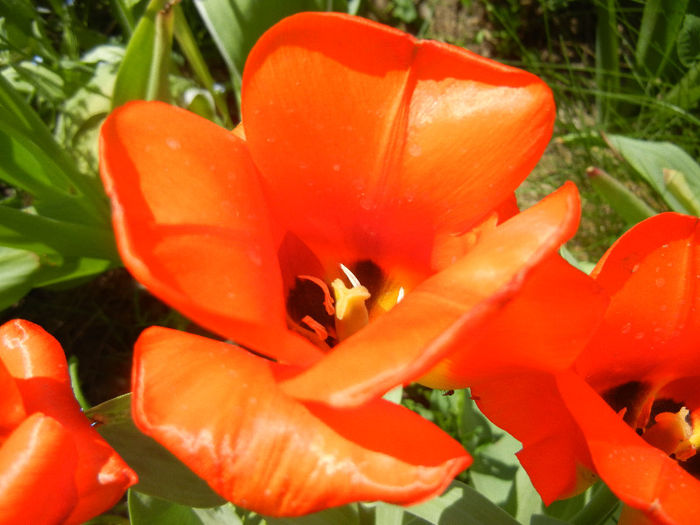 Tulipa Tangerine Beauty (2013, April 29)