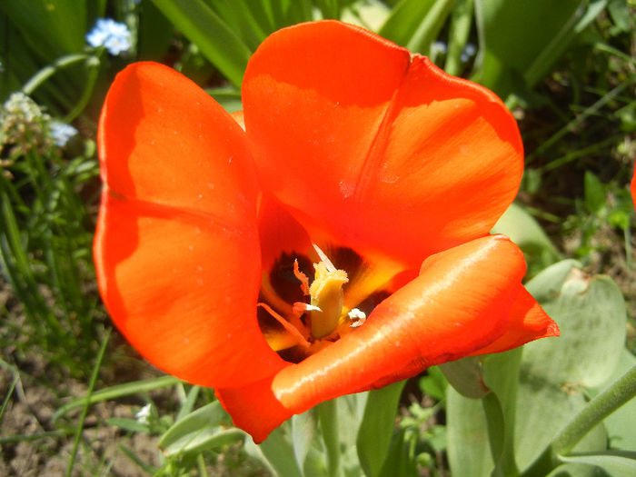 Tulipa Tangerine Beauty (2013, April 29)