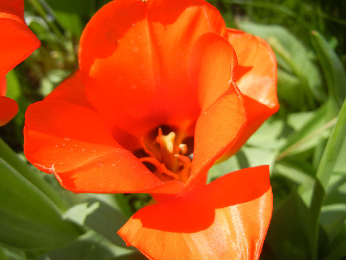 Tulipa Tangerine Beauty (2013, April 29) - Tulipa Tangerine Beauty