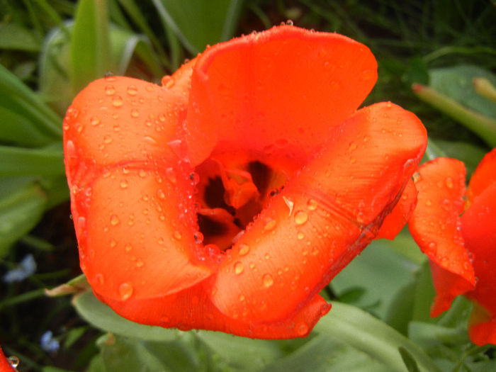 Tulipa Tangerine Beauty (2013, April 29) - Tulipa Tangerine Beauty
