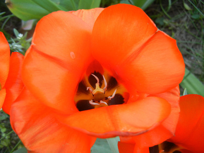 Tulipa Tangerine Beauty (2013, April 29) - Tulipa Tangerine Beauty