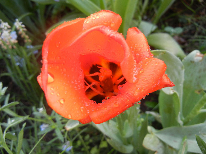 Tulipa Tangerine Beauty (2013, April 29) - Tulipa Tangerine Beauty