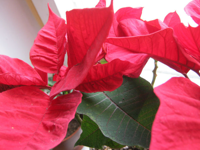 IMG_7337 - Florile mele 1