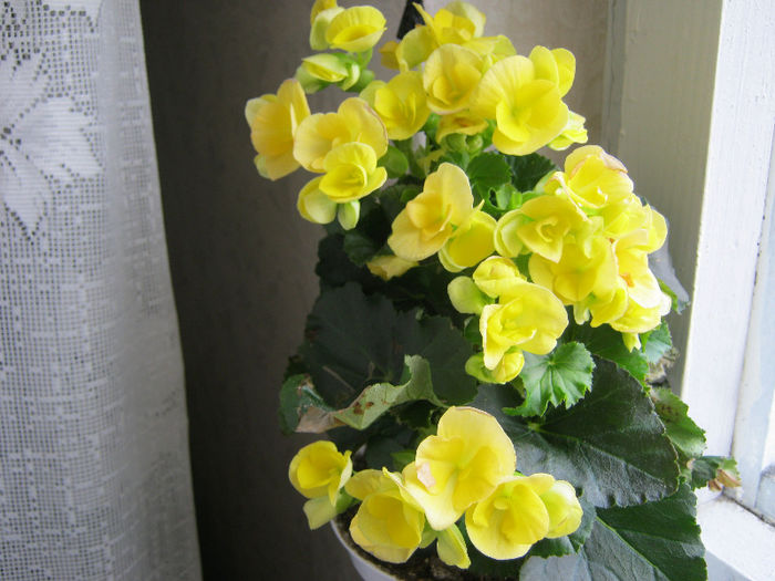 begonie pitica - Florile mele 1