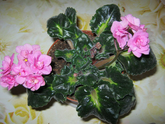 IMG_7544 - Florile mele 1