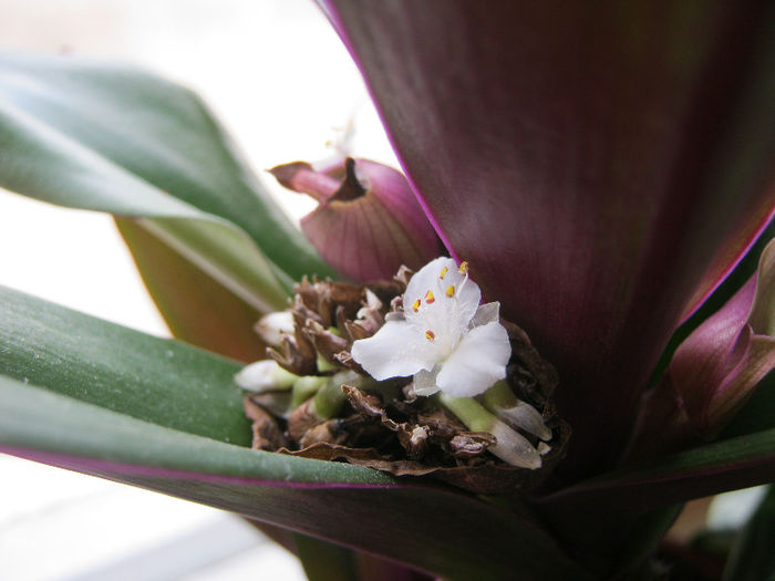 IMG_7559 - Florile mele 1