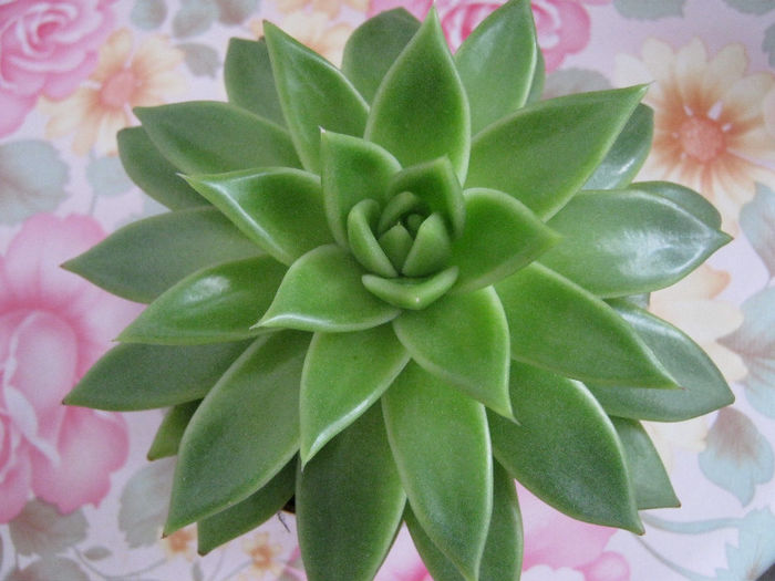 IMG_7575 - Florile mele 1