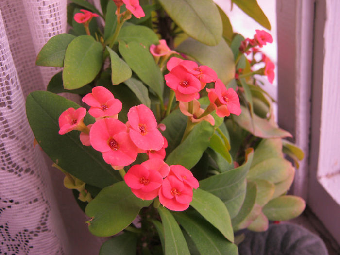 IMG_7606 - Florile mele 1