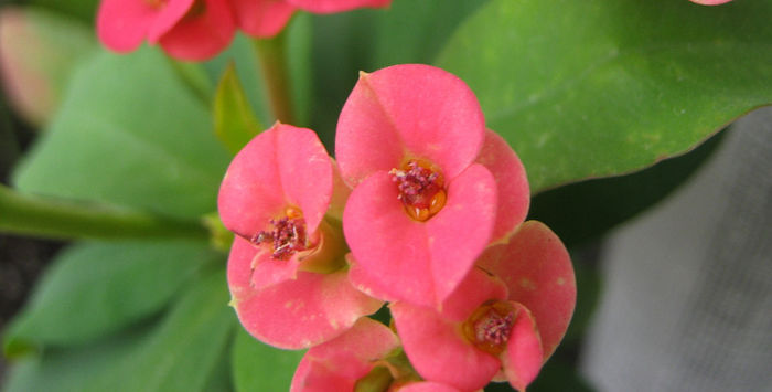 IMG_7626 - Florile mele 1