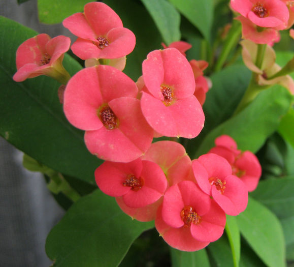 IMG_7628 - Florile mele 1