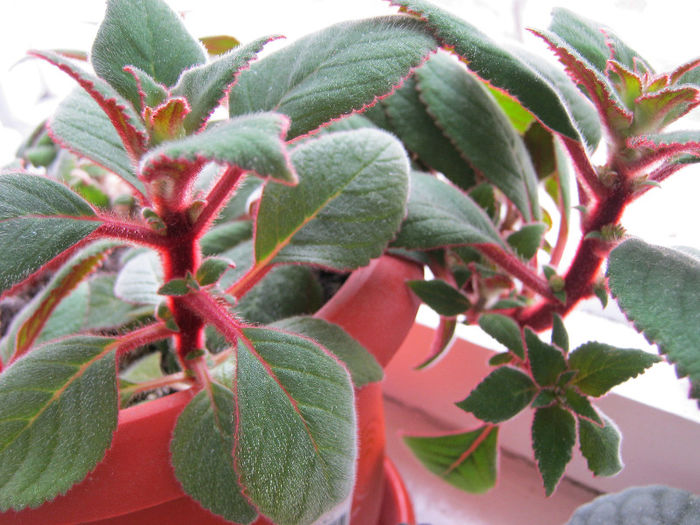 kohleria - Florile mele 1