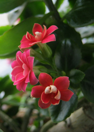 IMG_7642 - Florile mele 1