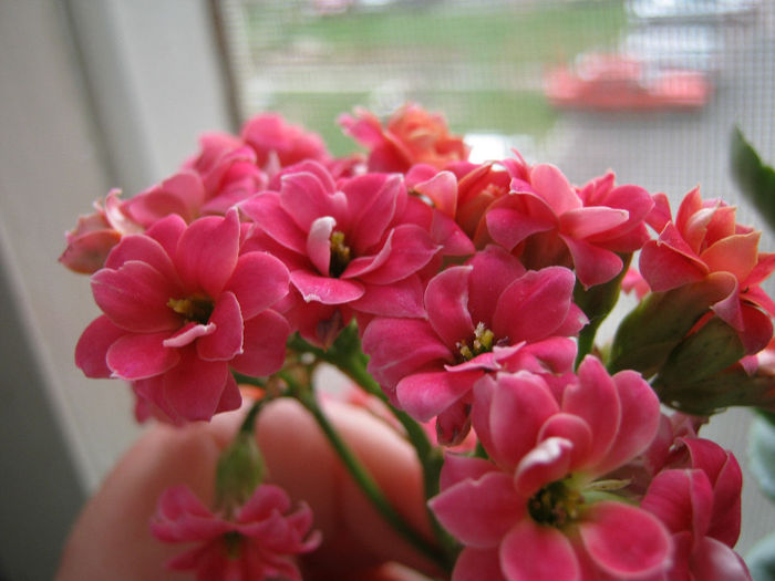 IMG_7646 - Florile mele 1