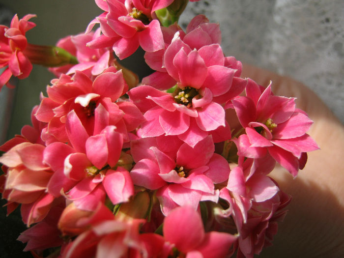 IMG_7649 - Florile mele 1