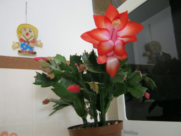 SCHLUMBERGERA - Florile mele 1