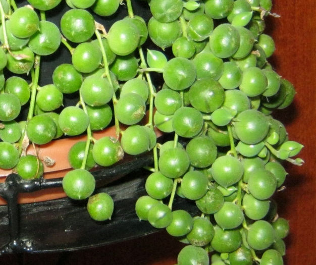 IMG_7939 - Florile mele 1