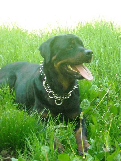 DSCN5774 - rottweileri -- din cand in cand