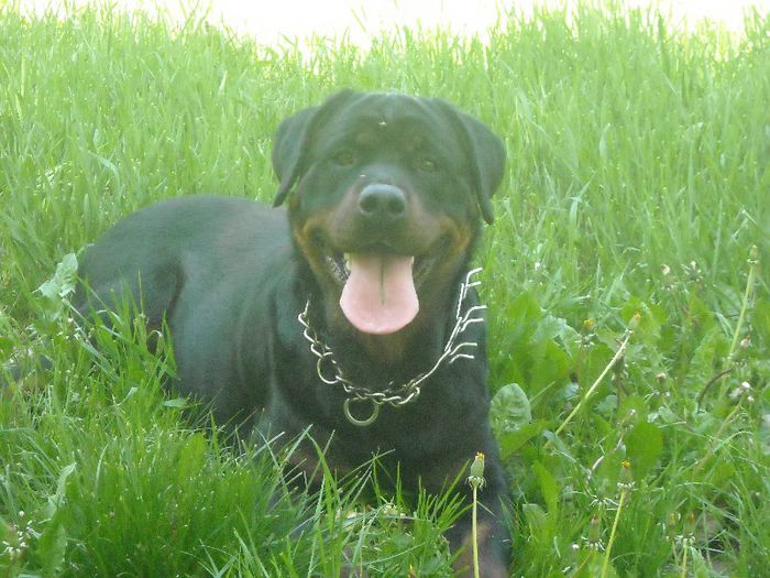 DSCN5778 - rottweileri -- din cand in cand