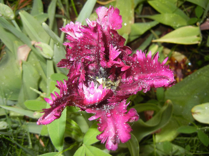 Tulipa Black Parrot (2013, April 29) - Tulipa Black Parrot