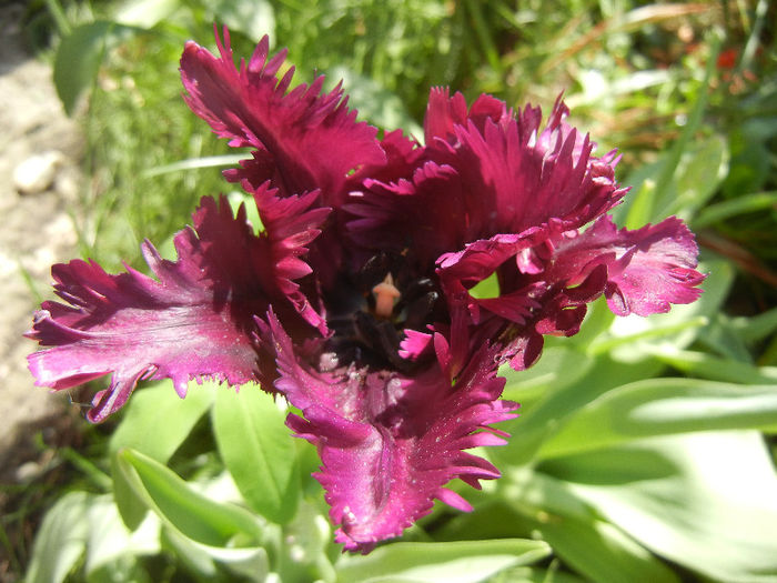 Tulipa Black Parrot (2013, April 29) - Tulipa Black Parrot