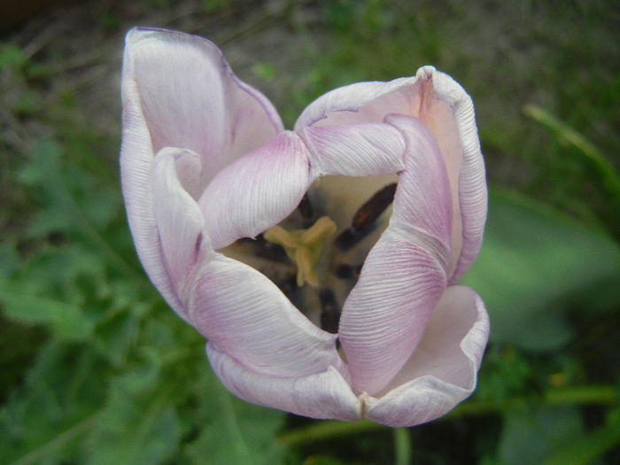 Tulipa Shirley (2013, April 29) - Tulipa Shirley