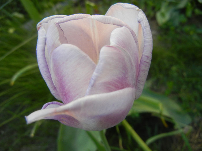 Tulipa Shirley (2013, April 28) - Tulipa Shirley