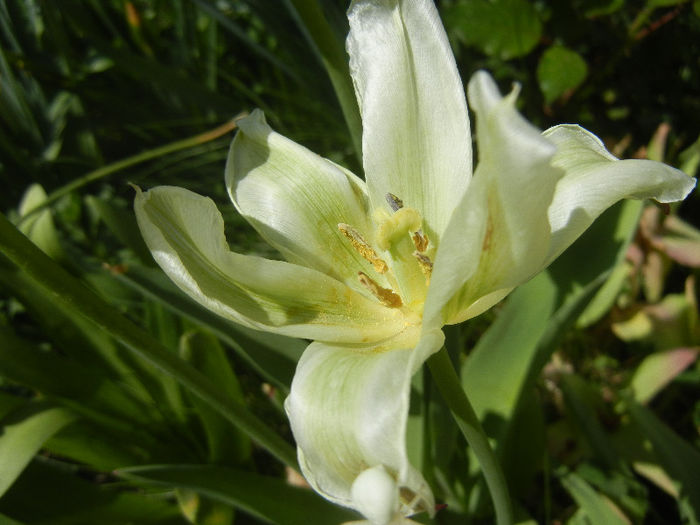 Tulipa Spring Green (2013, April 29)