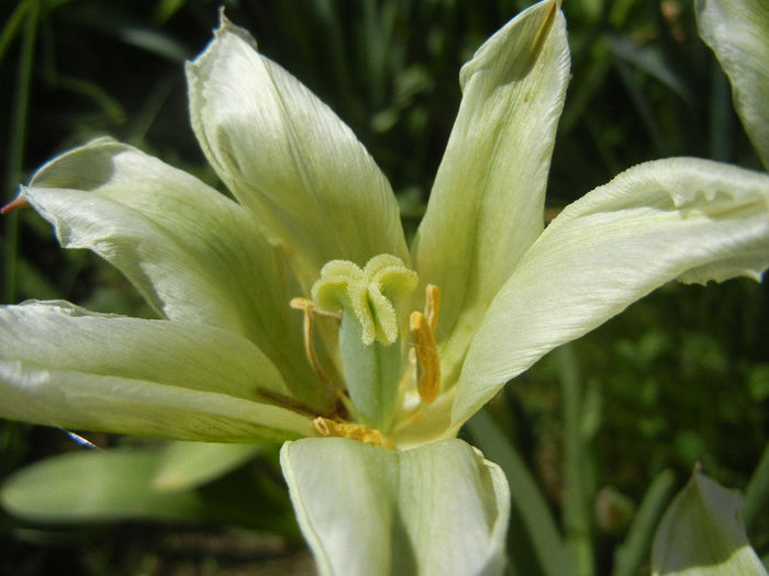 Tulipa Spring Green (2013, April 29)