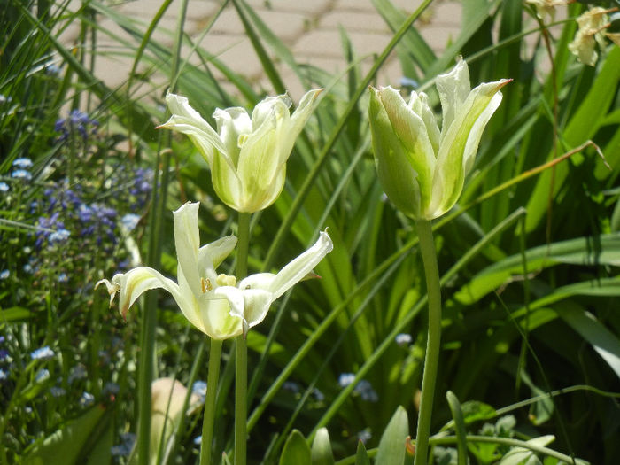 Tulipa Spring Green (2013, April 29) Tulipa Spring Green (2013, April 29)