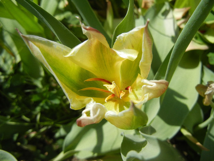 Tulipa Hummingbird (2013, April 29) - Tulipa Hummingbird