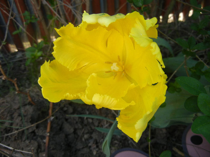 Tulipa Texas Gold (2013, April 30) - Tulipa Texas Gold