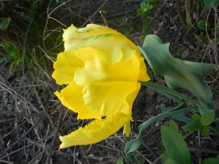 Tulipa Texas Gold (2013, April 30)