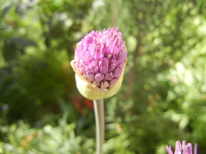 Allium Purple Sensation (2013, April 30) - Allium aflatunense Purple