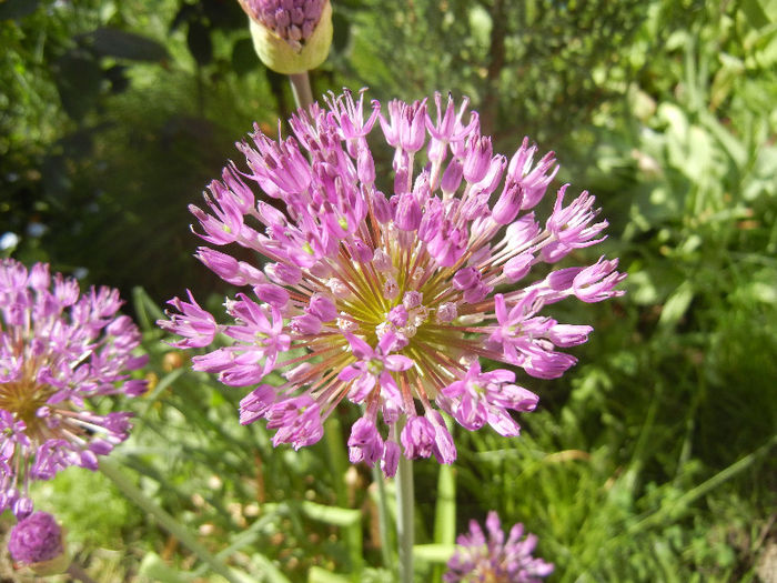 Allium Purple Sensation (2013, April 30) - Allium aflatunense Purple