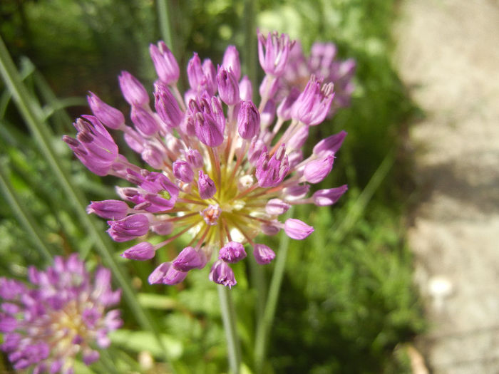 Allium Purple Sensation (2013, April 30) - Allium aflatunense Purple