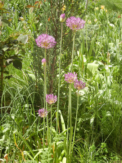 Allium Purple Sensation (2013, Apr.30) - ALLIUM