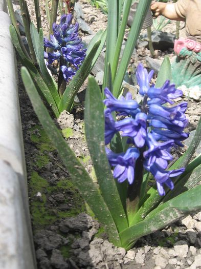 IMG_3558 - Primavara