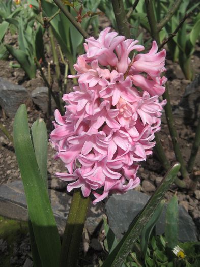 IMG_3560 - Primavara