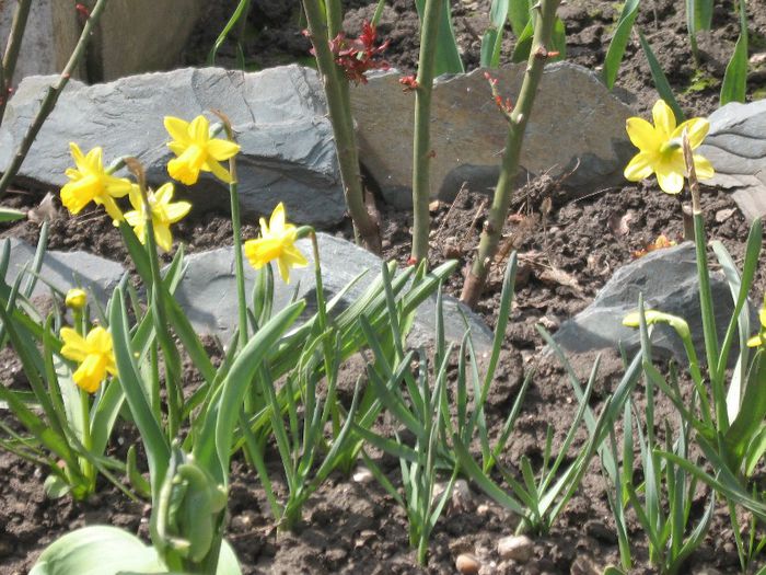 IMG_3567 - Primavara