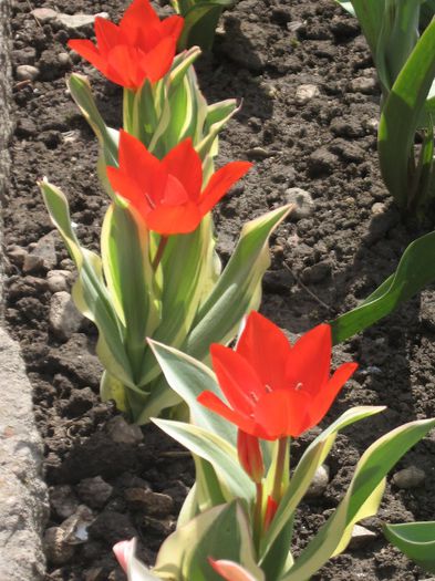 IMG_3569 - Primavara