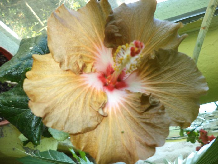 DSC00372 - flori 2013