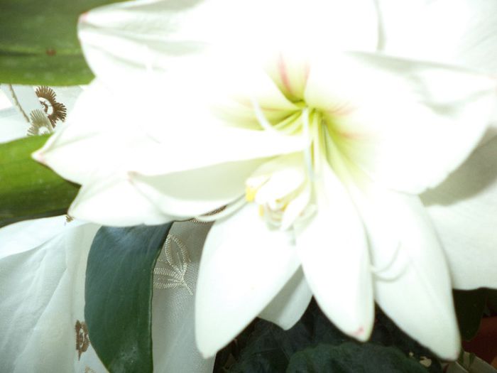 DSC00376 - flori 2013