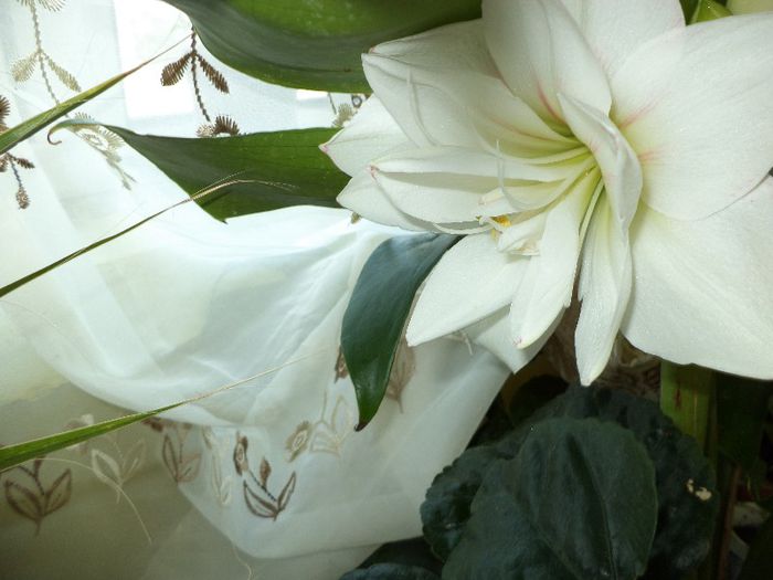 DSC00377 - flori 2013