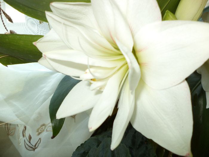 DSC00378 - flori 2013