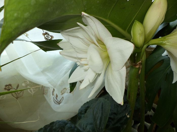 DSC00379 - flori 2013