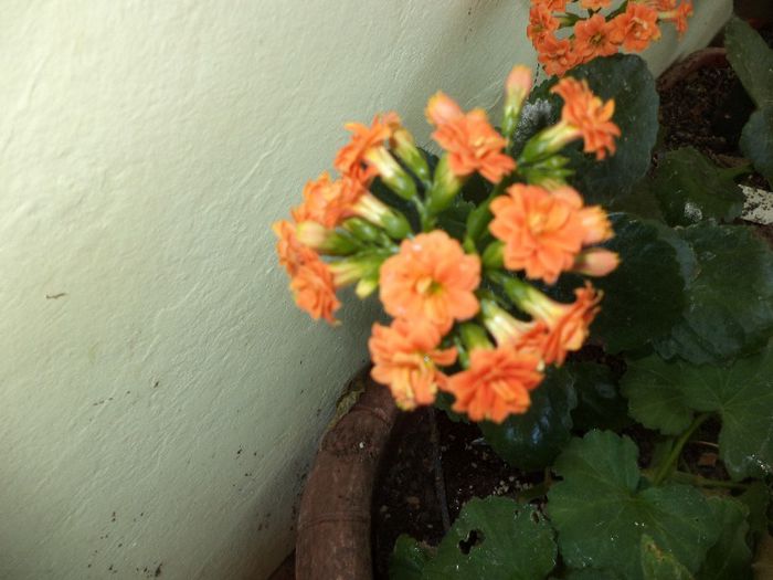 DSC00380 - flori 2013