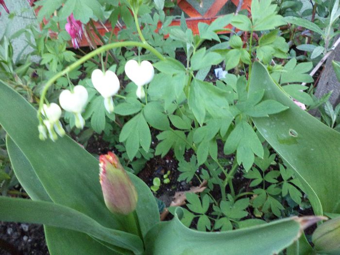 DSC00383 - flori 2013