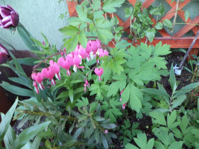 DSC00384 - flori 2013