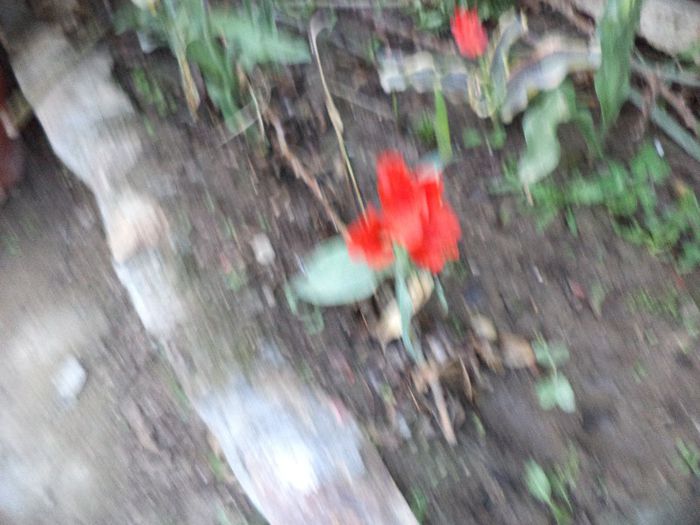 DSC00387 - flori 2013