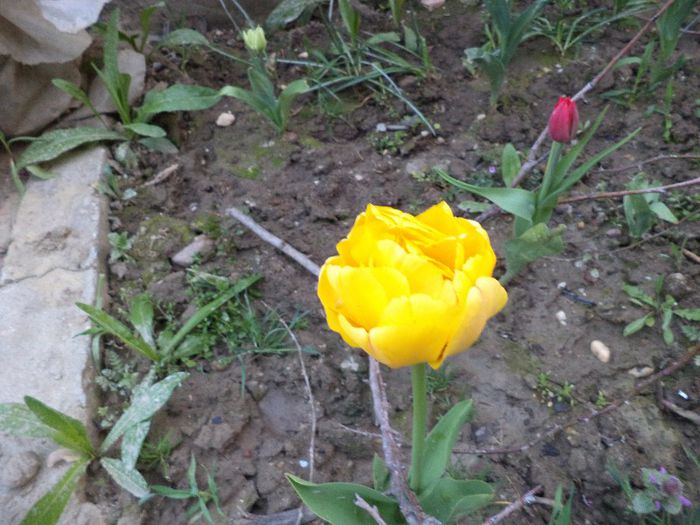 DSC00389 - flori 2013